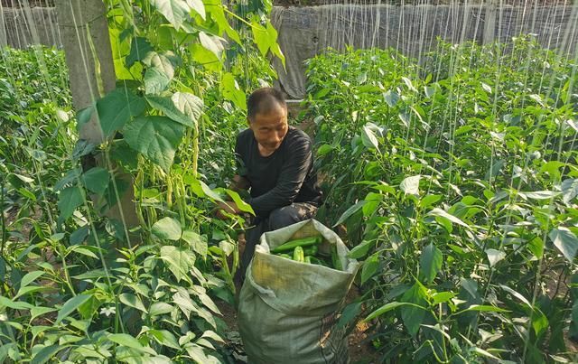  『种植辣』温室大棚尖椒要想产量高，品种选择很关键，但科学用肥选肥更重要