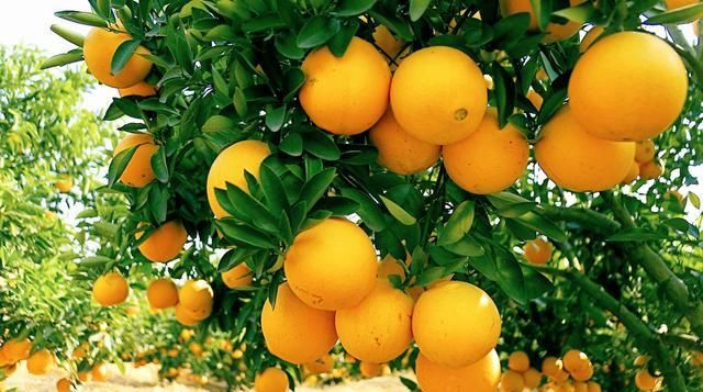  乡镇|中国中部百强乡镇公布，赣州上榜一席