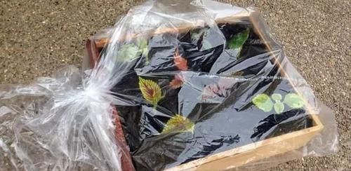  【植物的枝条】买个保鲜盒扦插繁殖盆栽植物，成功率可以提高几倍