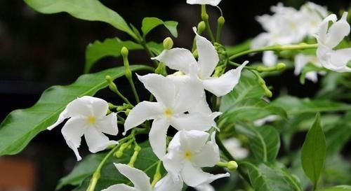  机器：4种“开花机器”，耐热又耐晒，阳台养一盆，满屋飘“花香