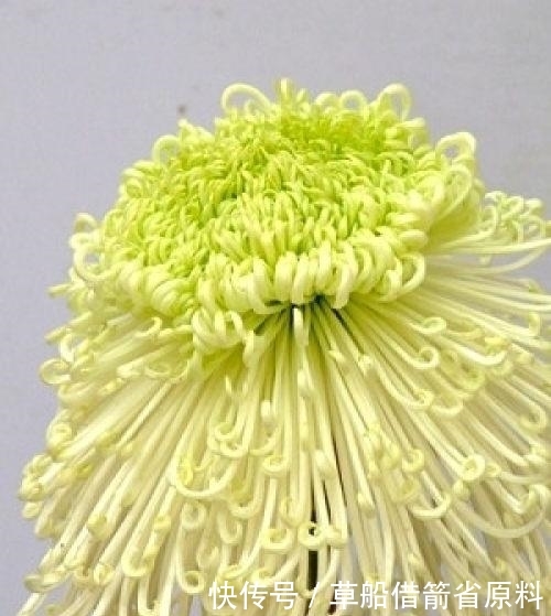 『插花』丝网花插花技术DIY菊花的制作方法