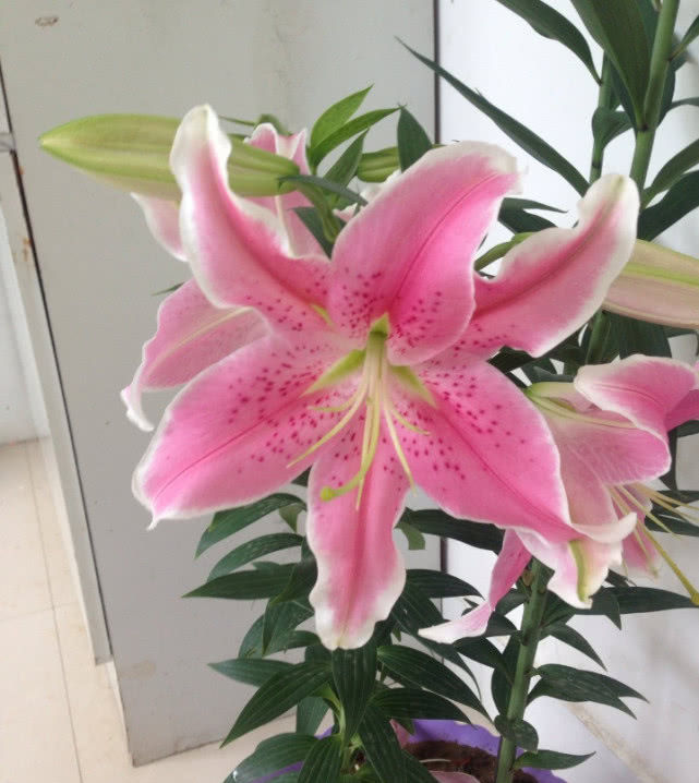  『芳香』夏季养花就选这种，养护容易漂亮又芳香，花开一朵就能满室飘香！