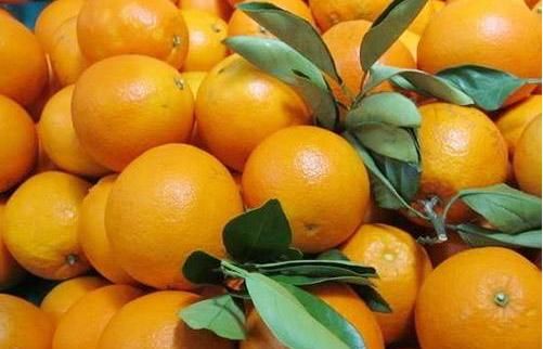  『橙子的种植』美容养颜、抗衰老的橙子，果农种植前需全面了解的几个重要事项！