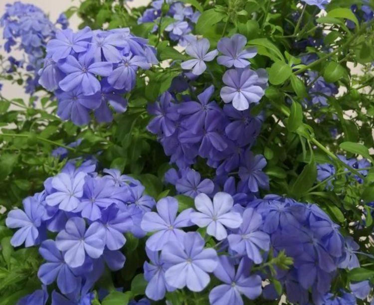 【适合】适合在家里养护的五种花,开花漂亮不断茬,高端大气有面子