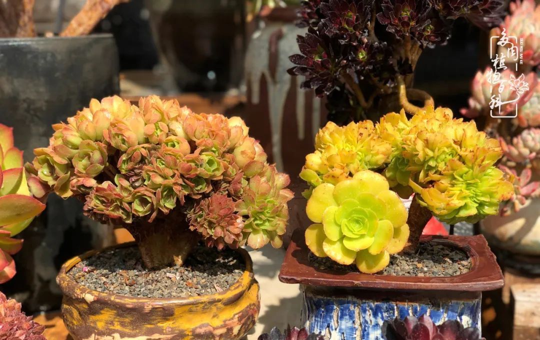  「院里」在茜的多肉小院里,花时间种快乐!