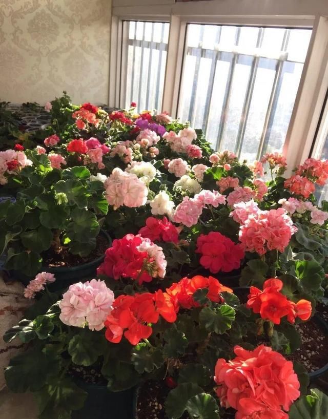  「球老师爱吃薄荷冰淇」封闭阳台养花，防盗窗有大用，1平米也能变花园！