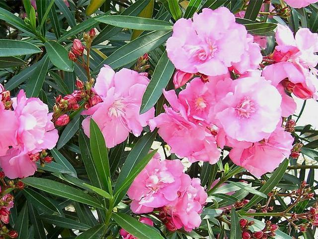 「家里」“2种花”再喜欢也别养,散“毒气”生细菌,家里若有尽快搬出去