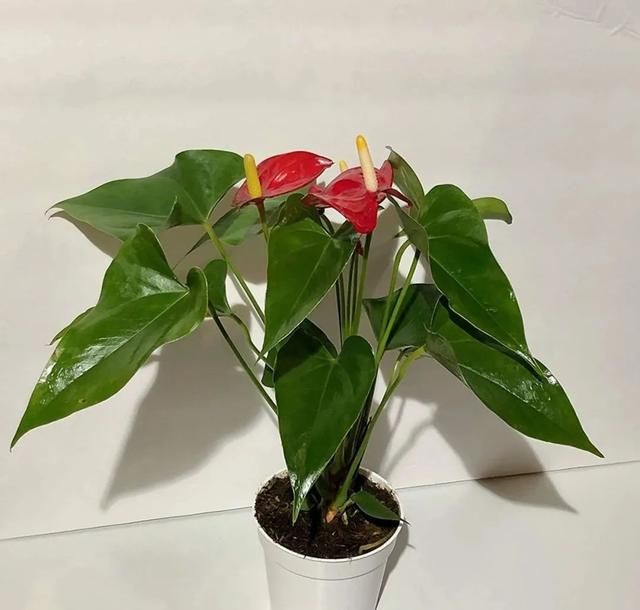  『家里』在室内半阴处容易开花的11种盆栽开花植物，家里可多种几种