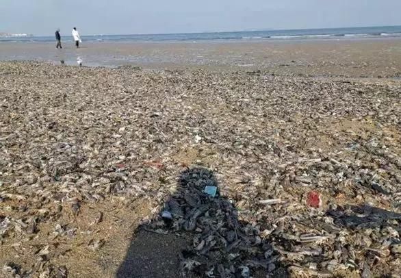密密麻麻!烟台海边涌来了一批“怪虾”绵延上百米......