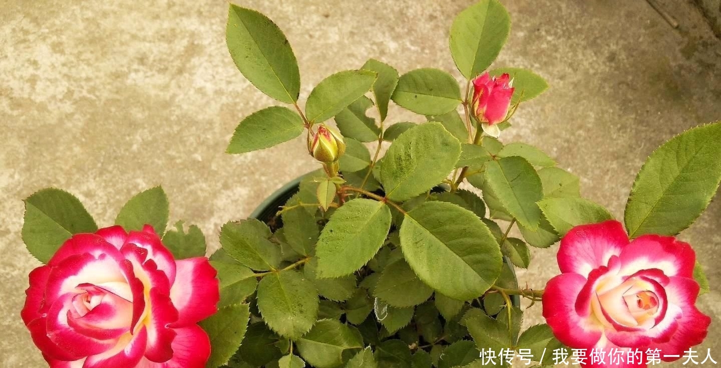  值得：一年四季开花,美丽若玫瑰,好养易活,这款盆栽绿植,很值得栽培