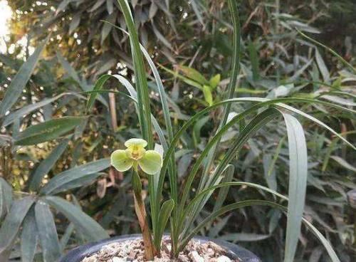  「些人可能」山上的兰花别乱挖，破坏环境和珍稀物种，小心违法了要坐牢！
