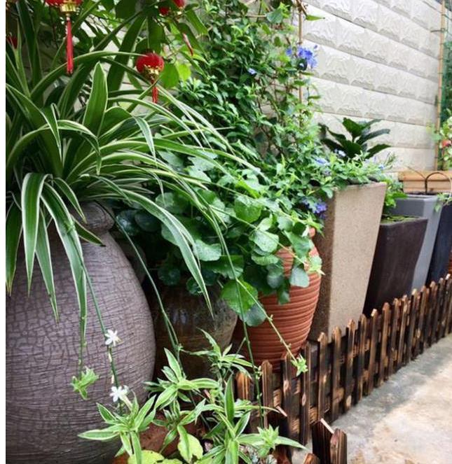 悠哉悠哉，雅致古朴的风格，每个养花人梦想的小院