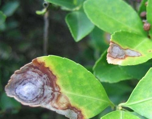  「春天」春天虫子开始活泛，2种无毒有效灭虫法，让家里花卉免遭侵扰