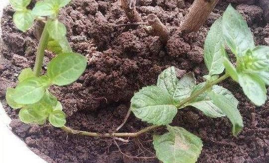  夏季■趁着高温，学会压条繁殖茉莉，可适用于多种植物，1盆变10盆