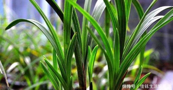 春兰和蕙:兰花鉴别|春兰、蕙兰傻傻分不清,教您一招,轻松识别