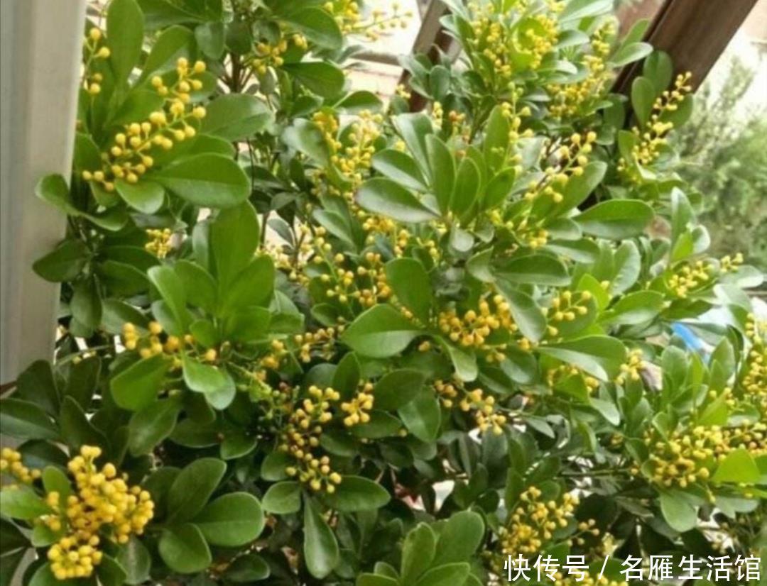  『光照』春天这5种花，要多晒太阳，不然光长叶子，开花少