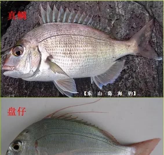  「东山叫红」46种海钓常见的鲷类鱼，最后一种高价的鱼原来也是鲷鱼，才知道