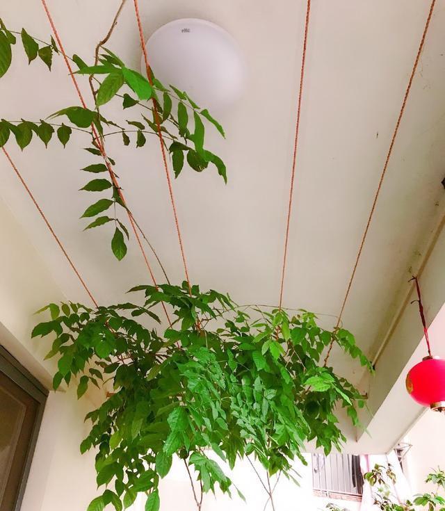 「光照」阳台光照充足,就养“3种花”,不怕晒不怕热,长成瀑布开成花海