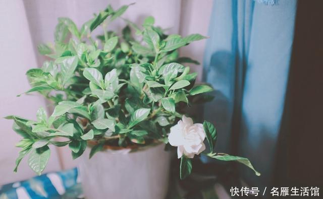  『遥遥无期』栀子开花遥遥无期？专业花匠来指点，从此阳台被“霸占”
