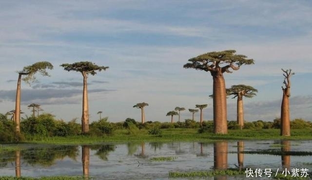 这种树在沙漠能救人, 通常可存储2吨水, 引进中国后让人哭笑不得