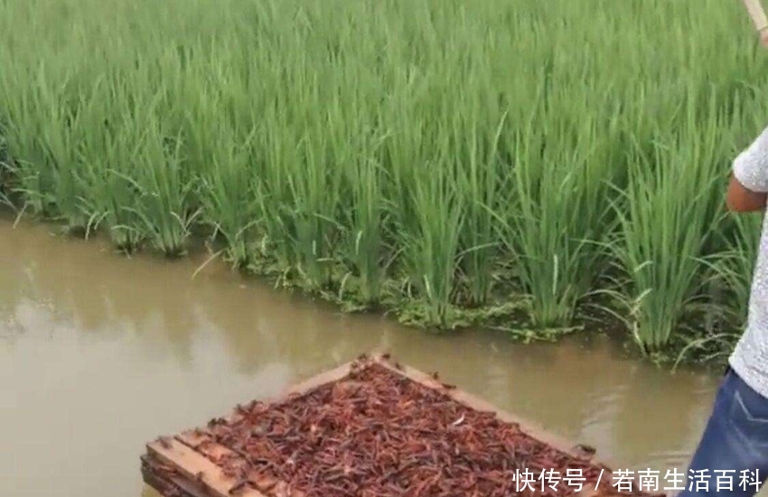  【点名】农村禁养出台，这3类已被点名列入禁养名单，农民别抱侥