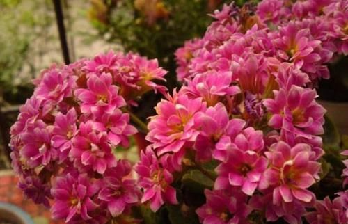  『就能够让』长寿花“开败”实在丑？咔擦“1剪刀”，1年后养成“风雅”老桩