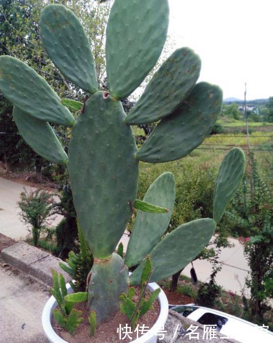  「绿萝」这3种植物“吸甲醛”，比绿萝、吊兰“强10倍”，回家赶紧养1盆！