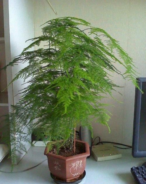  【大树】文竹晒点散射光，喝点“大补药”，摆脱弱不禁风，长成大树爬满墙