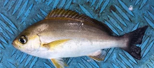  「东山叫红」46种海钓常见的鲷类鱼，最后一种高价的鱼原来也是鲷鱼，才知道