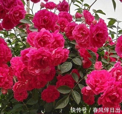  家里■家里养这种花太赚了，全年开花200多天，还能飘香满屋