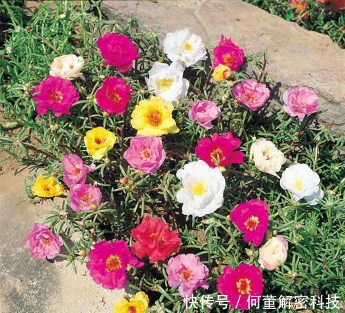 『就可以』太阳花到了生长旺期,注意这几点,花期提前还能爆盆
