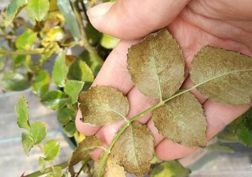  「月季」月季生了红蜘蛛，击中3个缺点，将害虫一网打尽