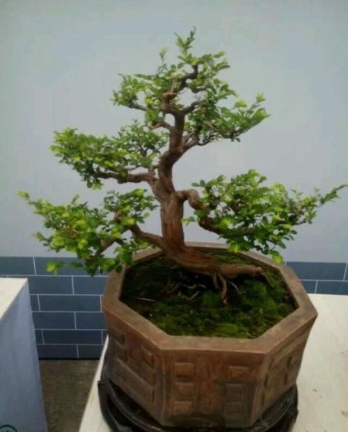  格木■山格木盆景能在北方养护吗，养护需要注意什么？