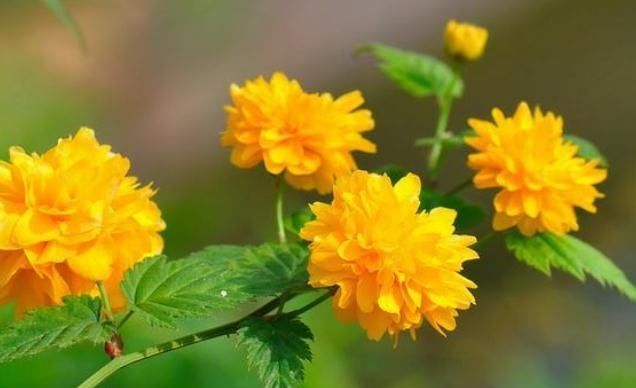  乱来|盆栽“棣棠”别乱来，“2点”记住了，花朵大又多，一开花就爆