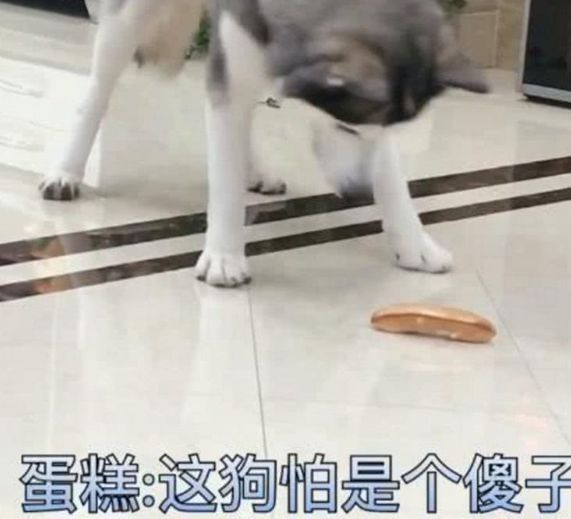  #爆笑#二哈看到地上面包，自导自演爆笑一幕，主人都没脸看了