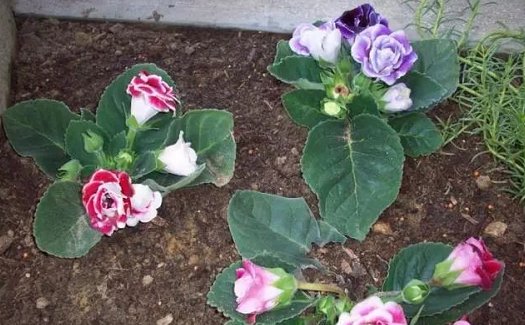 #大岩桐#这5种花,别喷水到叶子上,不然立马死掉