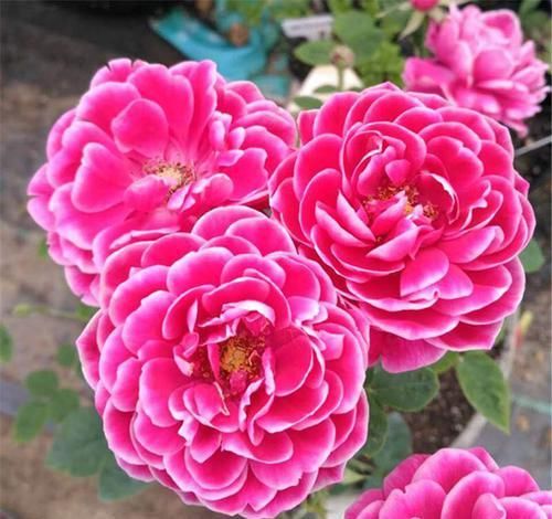  『花盆』此花养护简单爱爆盆，花朵花艳最常见，人们最喜欢养花它