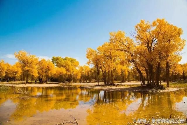 额济纳：中国最美的秋天！