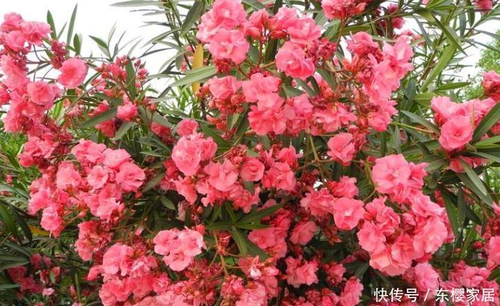  花量：3种“灌木花卉”，花色美，花量大，有院子的一定养！