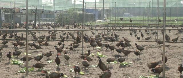  #野鸡#养殖周期仅4个月，一只卖120元，市场供不应求，农民：后