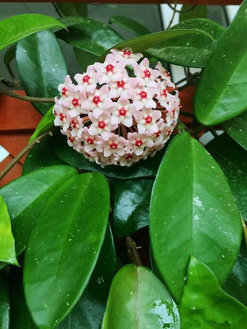 『阳台』阳台养些垂盆植物，开花似瀑布，一簇一簇花朵红颜美丽，绚丽多姿