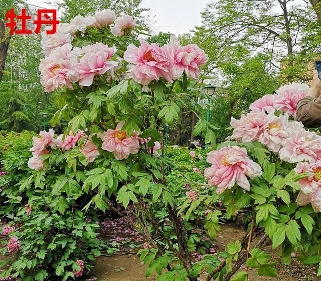 『牡丹』芍药和牡丹的区别图,看懂图就能轻松区分出来!