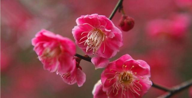  [恋上]恋上养花就养这几种，花大色艳开花爆盆，好养易活不操心，越养越喜欢