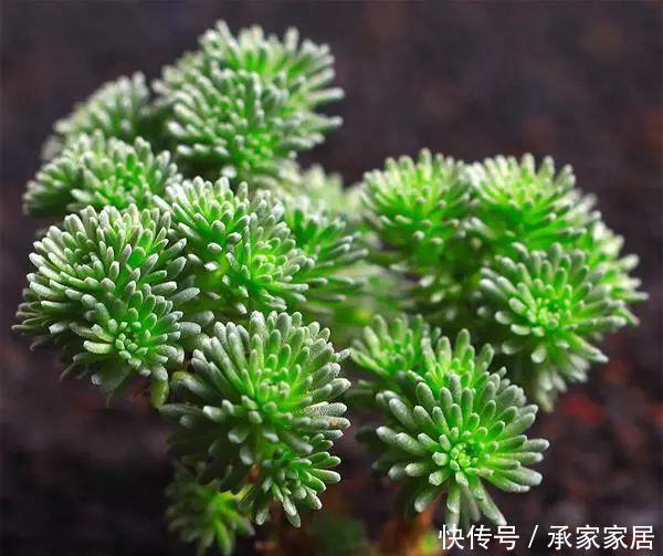  【漂亮】十大最漂亮的多肉植物，推荐景天科最漂亮的十款多肉植物