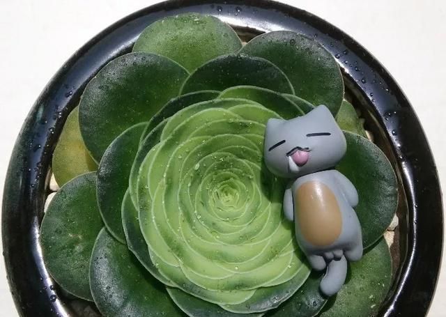  『山地』休眠期反而更惊艳的山地玫瑰，这种多肉，越热越好看！