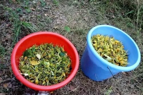  「泡水」东乡种野果，人称“金珠子”！晒干后泡水味道香甜，你