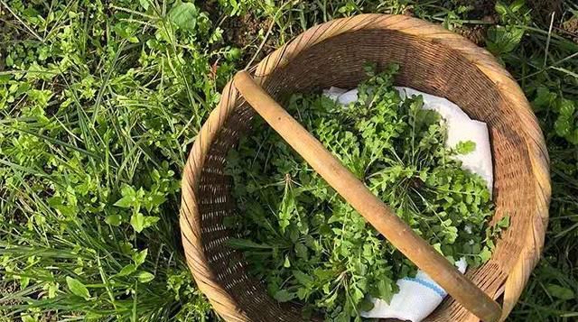  「荠菜」乡下的这种野菜每年2月突然变长，就像浇油一样。你见过