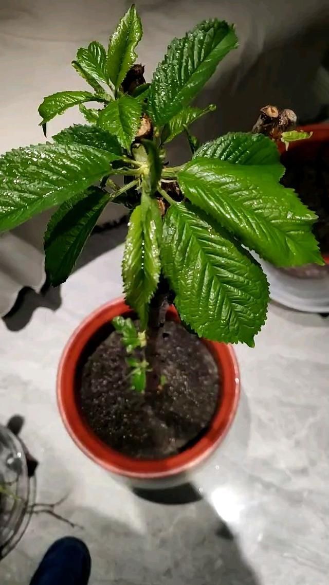  到花盆里：养花高手种水果，1粒种子撒土里，呼呼长出小森林