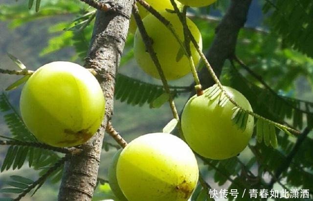 野生的它,是部分80后的零食,如今农民摘去卖20元一斤！