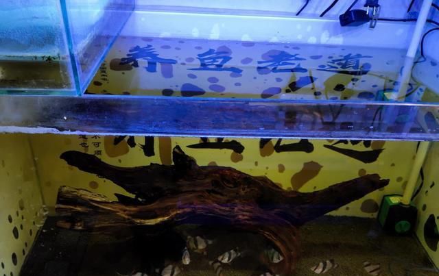  「鱼缸」接近一个月没有换水也没有加水的鱼缸，观赏鱼会出现哪些问题？